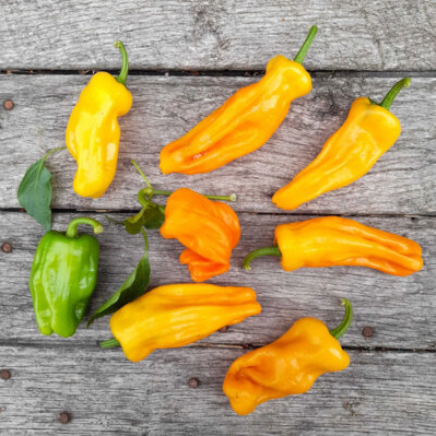 Paprika Petit Marseillais